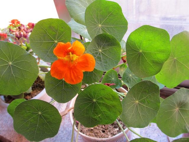 旱荷花一年四季能开花吗，​这1种花可爬藤