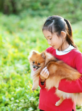 博美狗长什么样，博美犬长啥样（有着这“5大缺点”）