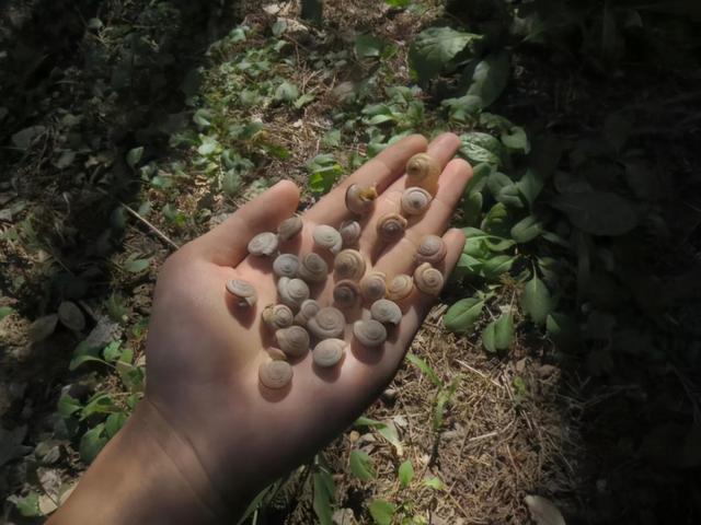 蜗牛怎样才能产卵，蜗牛怎样产卵的视频（蜗牛下蛋是从嘴里吐出来的）