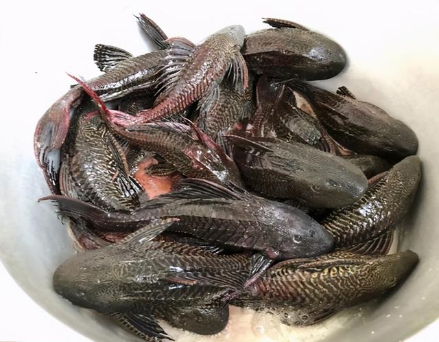 清道夫鱼为什么没人吃，清道夫鱼为啥不能吃（清道夫中国泛滥成灾）