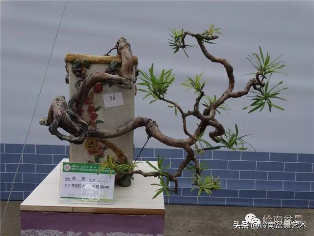 台湾罗汉松，飘逸优雅的海岛罗汉松盆景（台湾罗汉松的养殖方法和注意事项）