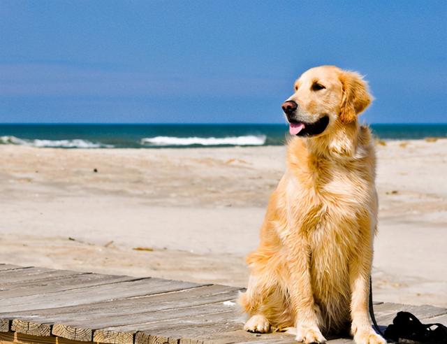 比熊犬智商相当于几岁，比熊智商相当于几岁（常见的7种狗狗的“寿命”）