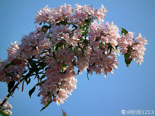 金鱼草怎么养，1种花长得像金鱼（金鱼草怎么养殖维护啊）