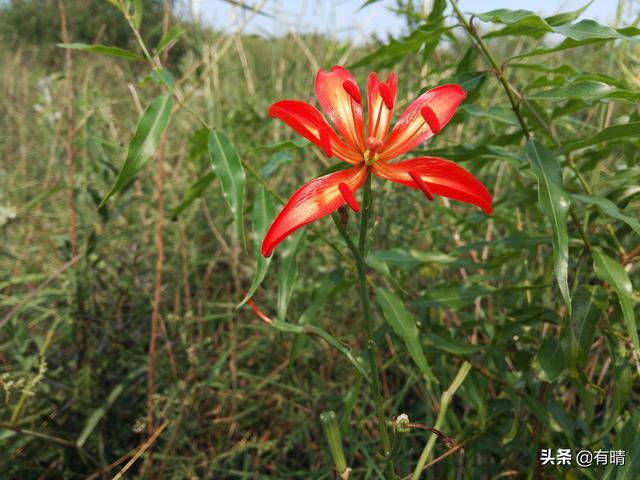 大山里迷人的野花，章丘赵八洞山上的美丽野花