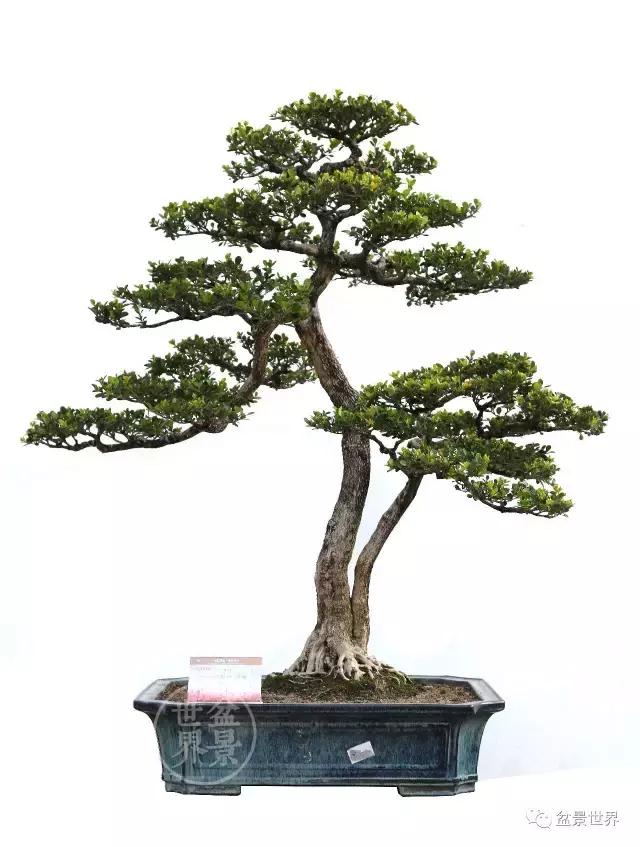 黄杨木盆景养护注意事项，怎样养黄杨木盆景（一组黄杨盆景精品欣赏）