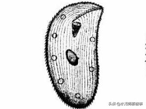 微生物镜检标准是多少，污水处理厂微生物镜检流程与污泥活性分析总结