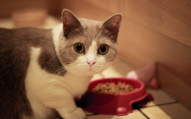 猫咪嘴巴臭怎么办，猫咪嘴巴很臭怎么办（猫咪“口臭熏天”，该如何是好）