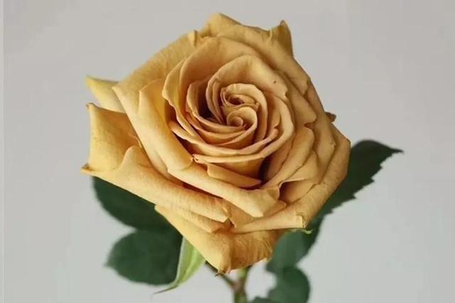 各种玫瑰花的含义，各色的玫瑰花有什么含意（一篇文章认全花店必备80种玫瑰花）