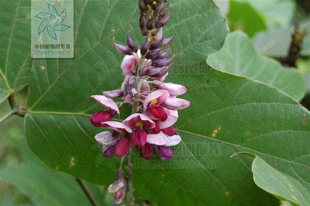 本草图经作者是谁，《本草图经》的作者（芎藭 蘼蕪 藁本）