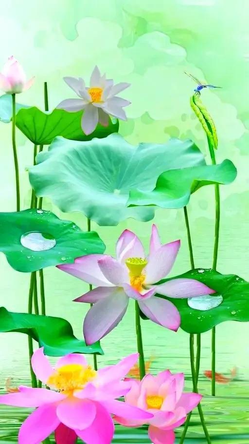 荷花寓意和象征意义吉祥,关于荷花的寓意和象征(荷花寓意着清白,高尚