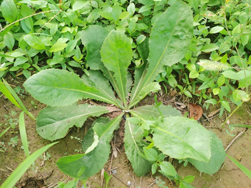 三叶草和菟丝子107.天胡荽【suī】(野香菜,鱼鳞草)108.