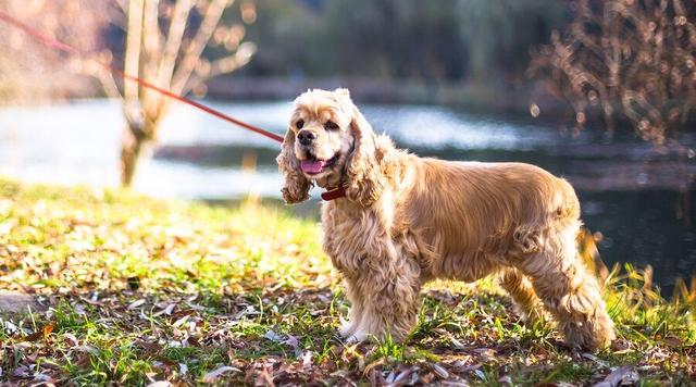 米格魯獵兔犬聰明嗎,這幾種狗狗不要看它們塊頭不大(比格犬能獵兔子嗎