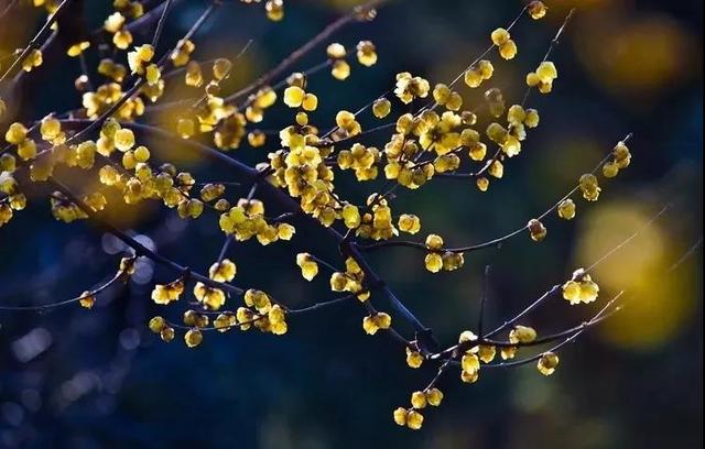 咏梅的古诗,写梅花的诗词名句(建议孩子们寒假晨读晚诵的30首咏梅诗词) 咏梅的古诗,写梅花的诗词名句(建议孩子们寒假晨读晚诵的30首咏梅诗词)