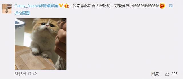 猫的灵性有多强，猫界最有灵性的四种猫（一只猫可以多有灵性）