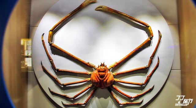 青岛有几个海底世界，青岛海底世界有几处（是有着中国最大的海底世界吗）