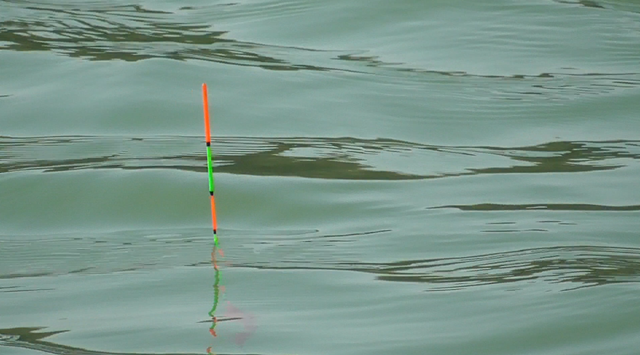 怎么钓鲮鱼(如何钓鲮鱼) - 去钓鱼