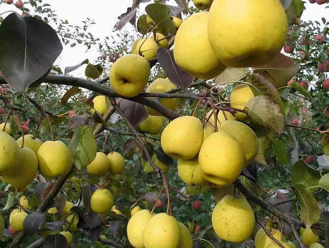 鸭梨是哪里的特产，鸭梨是哪里的特产梨（请认准这8个产地）