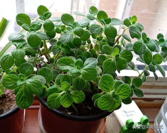 碰碰香怎么扦插，碰碰香的繁殖方法（15天长成“绿皮球”）