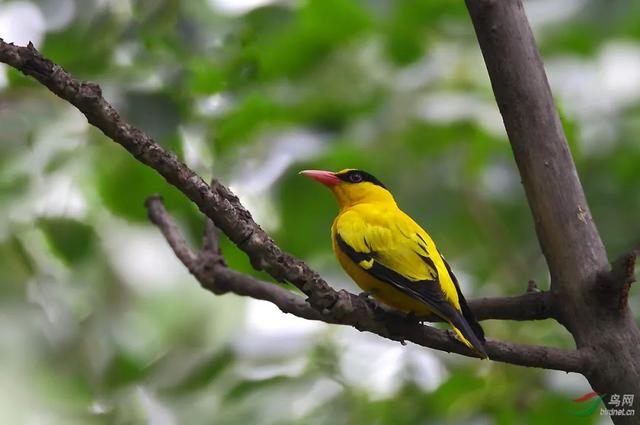 鹳怎么读，颧怎么读音读出来（鹬、鸫、鸲、鹟、鹎、鹳、鹮……这都是啥鸟）