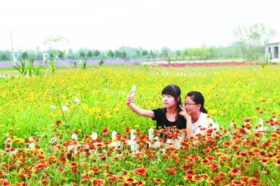 庆云东辛店美丽花海引客来