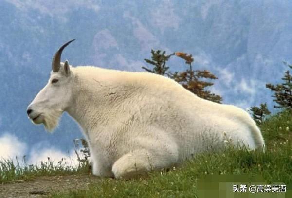 带洋或羊字的喜庆成语，带洋或羊字的喜庆成语大全（一全坐殿堂\