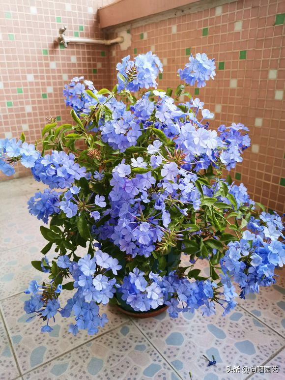 蓝雪花几月份开花，蓝雪花是几月开花（阳台开成“花园”）