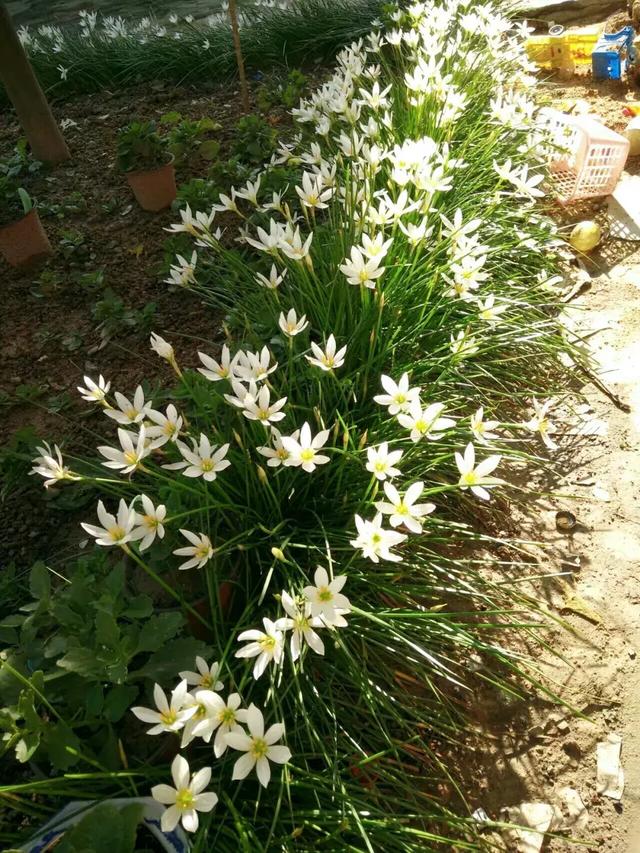 洋葱长芽了会开花吗，洋葱长芽了会开花吗有毒吗（阳台种点“大葱”）