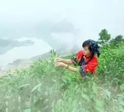 犬马之劳的意思，犬马之劳什么意思（还有回天、吹灰、绵薄这些著名之力）