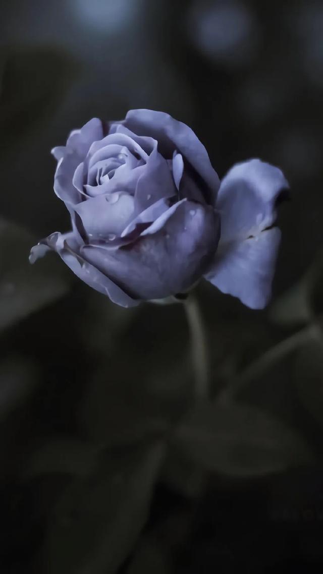 唯美植物花类头像微信，唯美植物花类头像（小清新绿色护眼植物+唯美绽放的瞬间​​​）