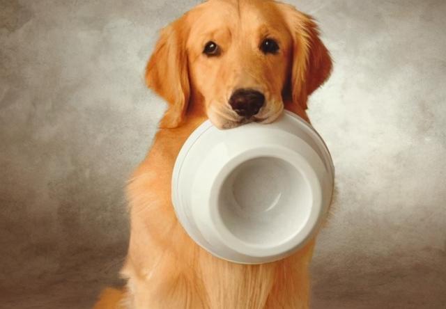 养狗需要做哪些方面的准备，养狗之前需要准备什么（养狗狗所需的“物品清单”）