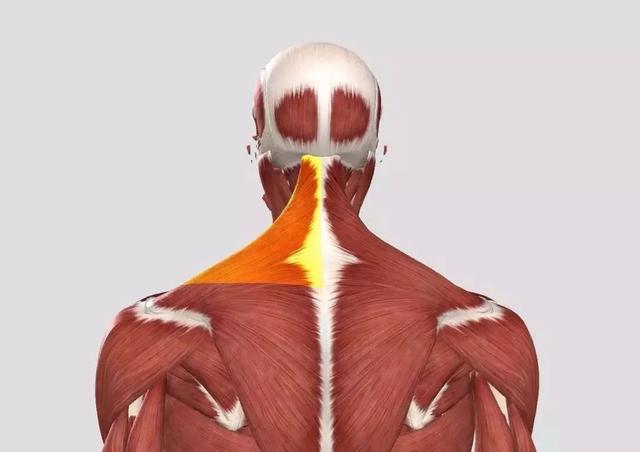 侧平举练什么肌肉，练腹肌最佳的6个动作（掌握哑铃侧平举动作）