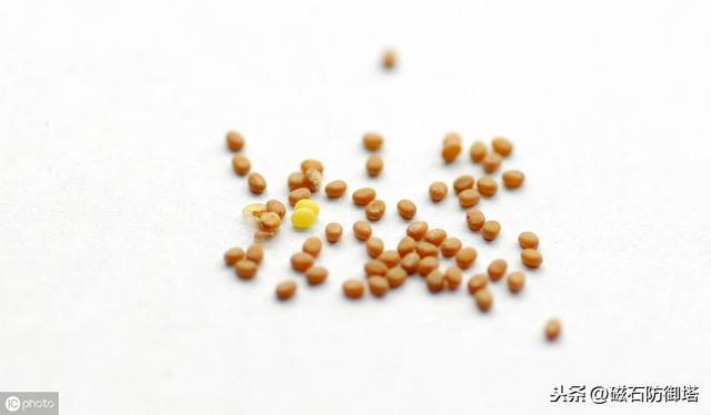 蚕变成蛾的过程（神奇动物之丝绸之路的起源——蚕宝宝变形记）