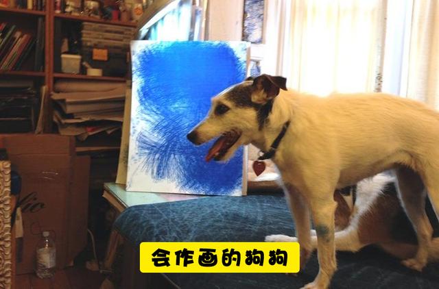 什么动物会画画，雪地里的小画家还有哪些动物会画画（7个能够创造画作的动物“艺术家”）