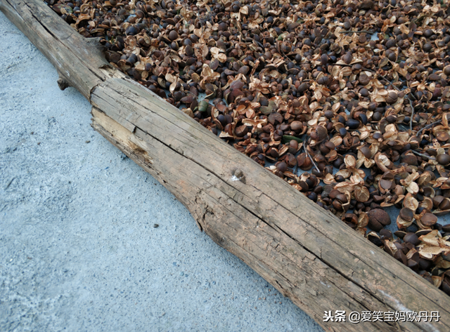 茶油是什么，茶油是什么东西（山茶油原来是这么来的）