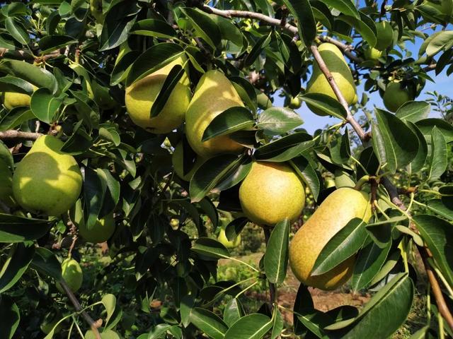 鸭梨是哪里的特产，鸭梨是哪里的特产梨（请认准这8个产地）