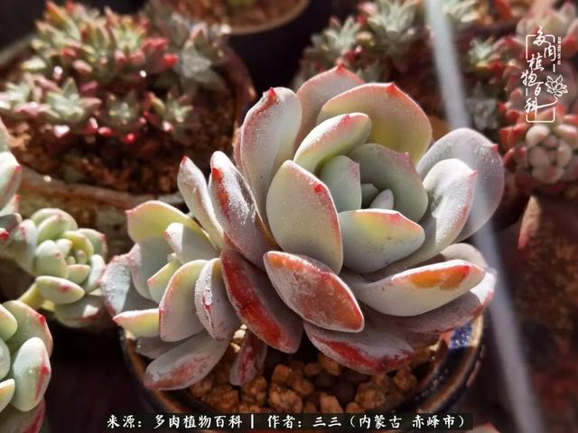 雪候鸟是什么意思，雪候鸟歌词表达什么意思（多肉于我从来不是锦上添花）