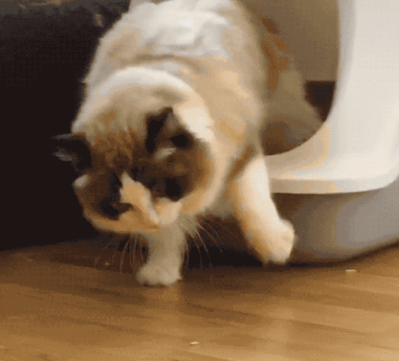 布偶猫为什么不能养，布偶猫为什么不能养呢（以后我不会再养“布偶猫”了）