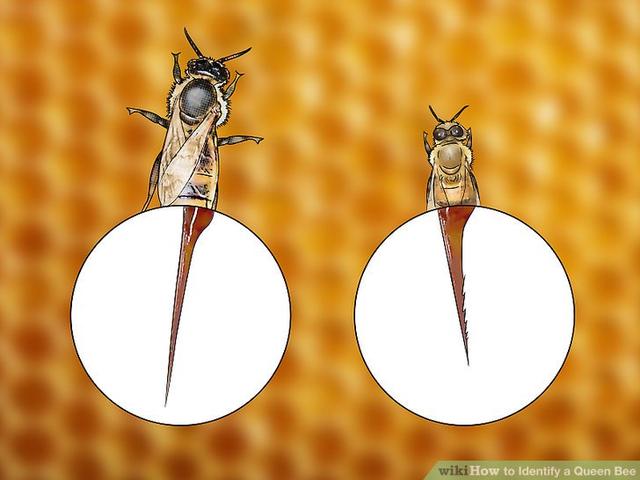 蜜蜂有什么特点，蜜蜂的特点是什么（图示4种巧妙小方法）