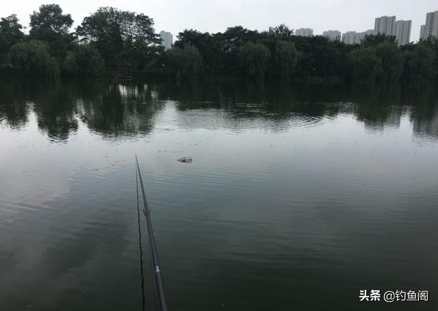 梦见钓到很多鱼，梦见钓到很多大鱼是什么兆头（你钓鱼有过什么“意外收获”）