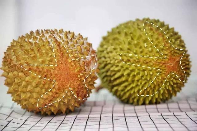 长柄猫山王的介绍，长柄猫山王是什么品种（属榴莲狂热粉的先上车）