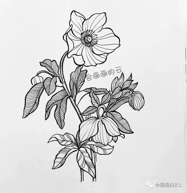 线描花卉画法图解，画完这一篇你的手再不是爪