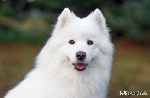 博爱犬多少钱一只 博爱犬舍价格