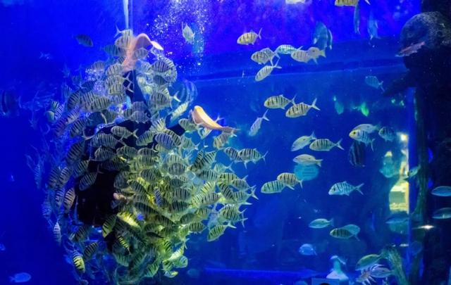 昆明这个地方海洋馆都有哪几个啊，昆明海洋馆在什么地方（科普保护1.4亿年的“水中国宝”）