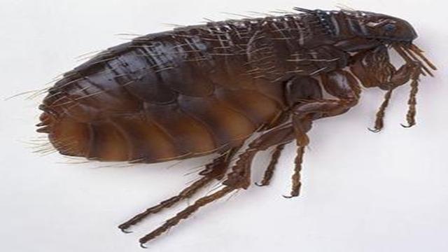 5招手把手教你如何防治跳蚤