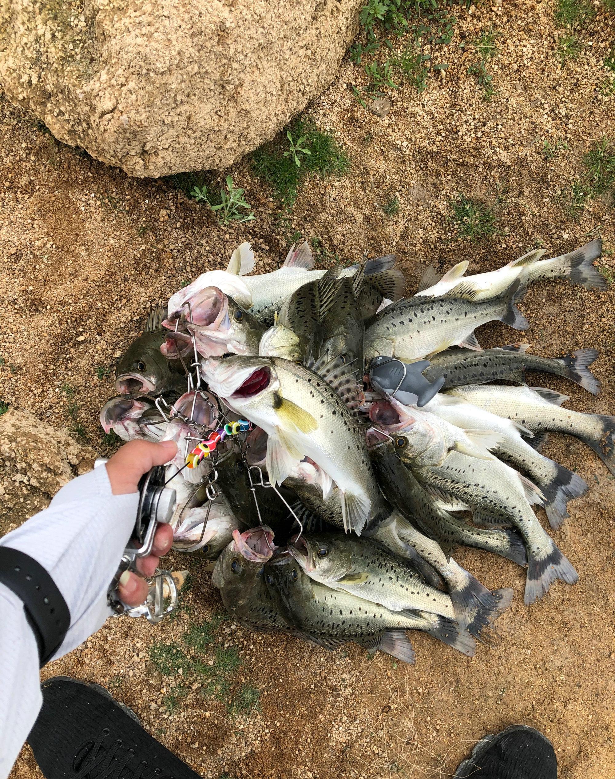 几十元一斤的淡水鲈鱼竟成爆钓热门，性价比超高吸引众多钓鱼爱好者争相垂钓
