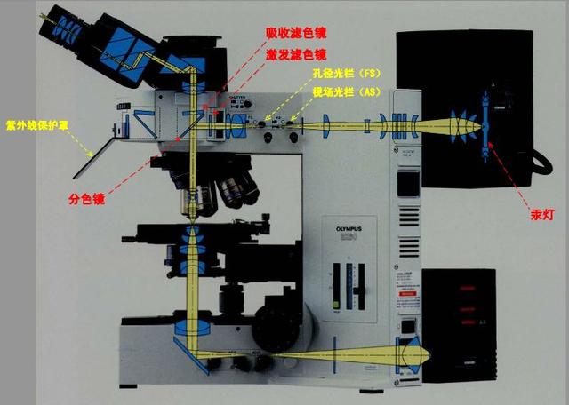 电子显微镜原理，电子显微镜是如何工作的（显微镜发展史了解一下）
