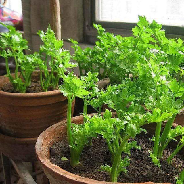 烧烤蔬菜有哪些，50款烧烤素菜菜单（7种“大叶菜”）