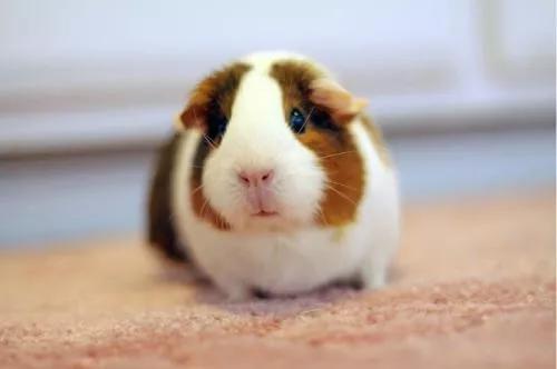 天竺鼠怎么养，养天竺鼠的坏处（如何正确饲养荷兰猪）