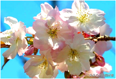 中国樱花有几个品种，中国樱花树品种（这81种樱花）