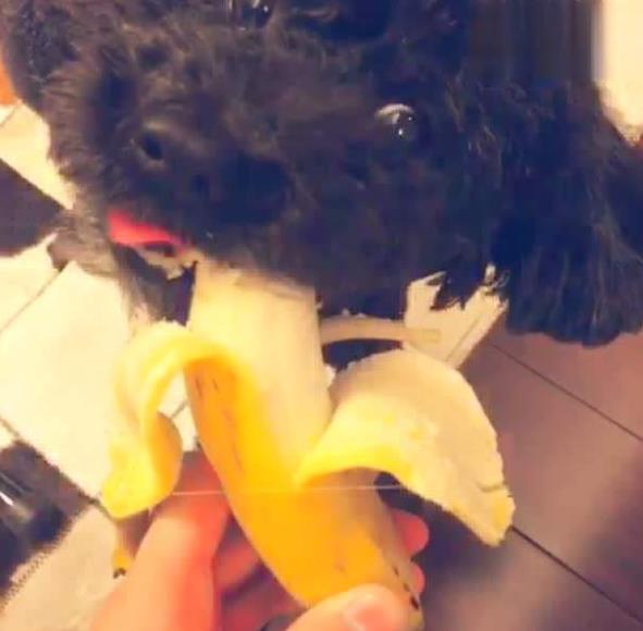 狗吃香蕉的好处和坏处，狗吃香蕉好不好（泰迪：请你不要一错再错了）